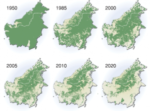 Evolución de la deforestación en Borneo