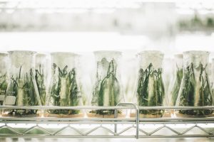 El trabajo de laboratorio, base en la innovación agroalimentaria