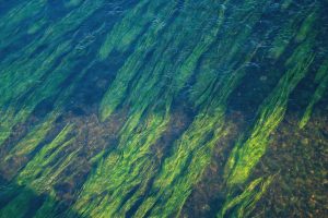 El alga de Kombu es uno de los nuevos productos alimentarios